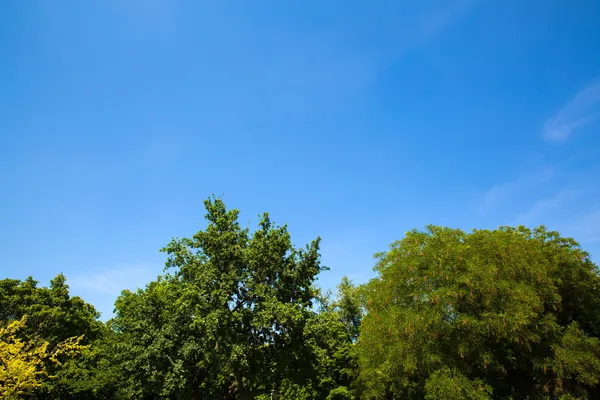 Trees against a blue sky — Stock Photo, Image